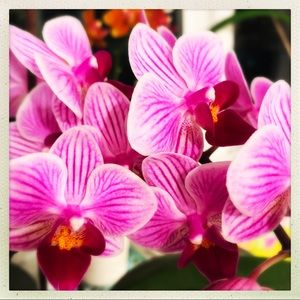 Meet your Posher, Dana